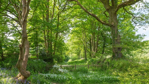 A verdant and inviting pathway through a wood